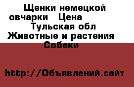 Щенки немецкой овчарки › Цена ­ 10 000 - Тульская обл. Животные и растения » Собаки   